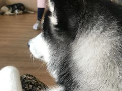 -Husky Go! 哈士奇体验馆·宠物咖啡厅狗咖