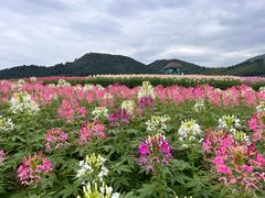 -径山花海