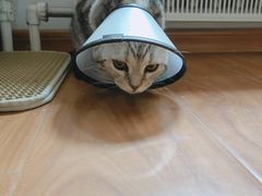 -瑞派雷欧宠物医院·中兽医·眼科·急重症转诊中心(黄台店)