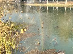 -昆山城市生态森林公园