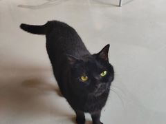 -豆逗聊愈猫阁Easy Life