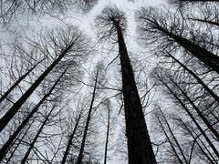 -山王坪喀斯特国家生态公园