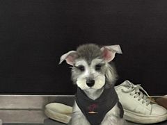 -FAELING PETS美天灵宠物(合生汇店)