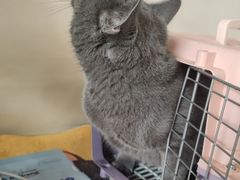 -贝康宠物医院·犬猫全科·小动物特色诊疗中心(东环路店)