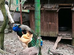 -藏龙百瀑风景区