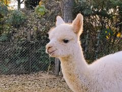 -济南野生动物世界