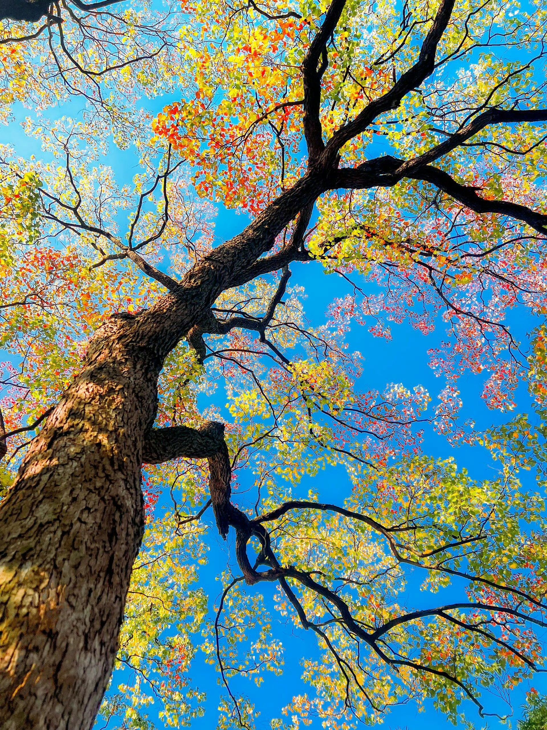 总有一个秋天留给南京吧🍂 古城里梧桐叶落