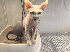 -翊宠yipet猫狗购宠庄园犬舍•猫舍