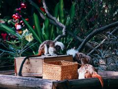 -广州长隆野生动物世界