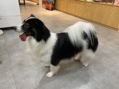 -帕帕拉兹宠物(亚洲旗舰店)