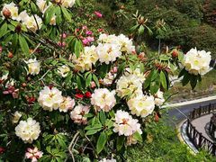 -贵州百里杜鹃风景名胜区