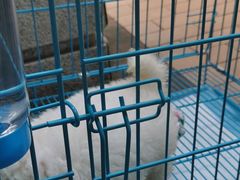 -翊宠yipet猫狗购宠庄园犬舍•猫舍