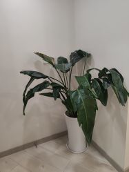 -智美品质医美