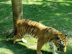 -北京野生动物园