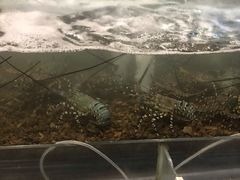 -大地自然生态农庄海鲜餐厅