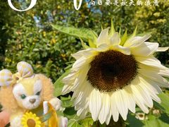 -花开海上生态园