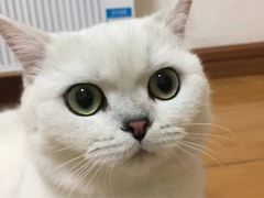 -东方名猫馆·英短金渐层布偶猫舍(环线广场1号楼店)