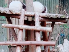-成都大熊猫繁育研究基地