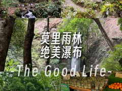 -莫里热带雨林景区