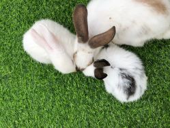 -萌宠亲子动物乐园(槐房万达店)