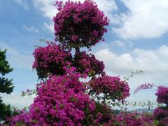 -演武大桥观景平台