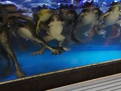 -鲜味食族水产·海鲜餐厅