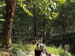 -都江堰中华大熊猫苑