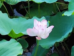 -荔湾湖公园