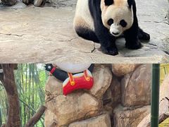 -广州长隆野生动物世界