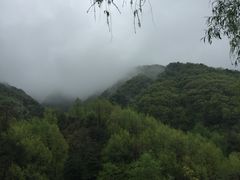 -王顺山国家森林公园