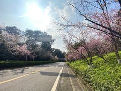 -铁山坪森林公园