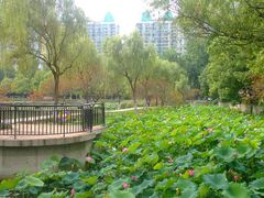 android_upload_pic-西北湖绿化广场