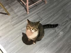 -喵屿·大理花园猫咖