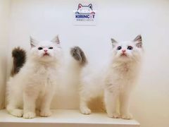 -十年猫舍·猫咪专门店(普陀店)