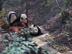 -成都大熊猫繁育研究基地