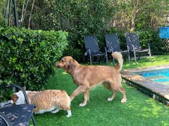 -汪说喵讲宠物乐园宠物酒店(红星美凯龙店)