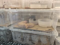 -中环花鸟鱼虫市场