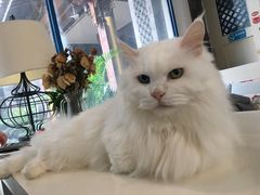 -Anne猫窝咖啡屋