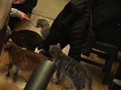 -猫色咖啡·猫咖