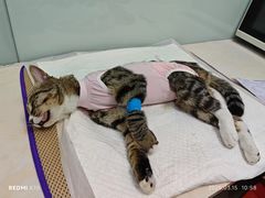 -纳吉亚猫专科动物医院博雅分院
