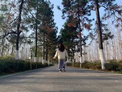 -合肥滨湖国家森林公园