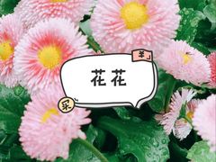 -成都大熊猫繁育研究基地