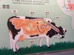 -君乐宝优致牧场