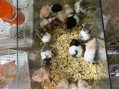 -曲阳花鸟市场(曲阳路店)