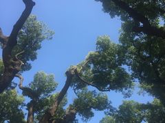 -普陀山风景区-佛顶山