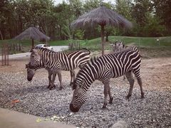 -北京野生动物园