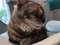 -飞行喵MR PILOT|猫舍·猫咖(静安大融城店)