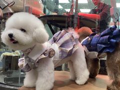 -宠物家(大兴旧宫店)