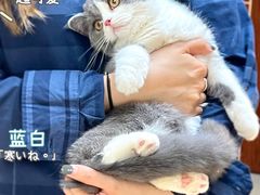 -lincat·猫舍(广州店)