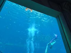 -亚特兰蒂斯•OSSIANO奥西亚诺海底餐厅